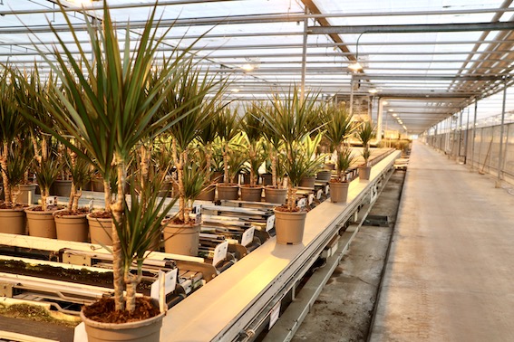 Dracaena Potplant Reijm Nieuwerkerk Transport