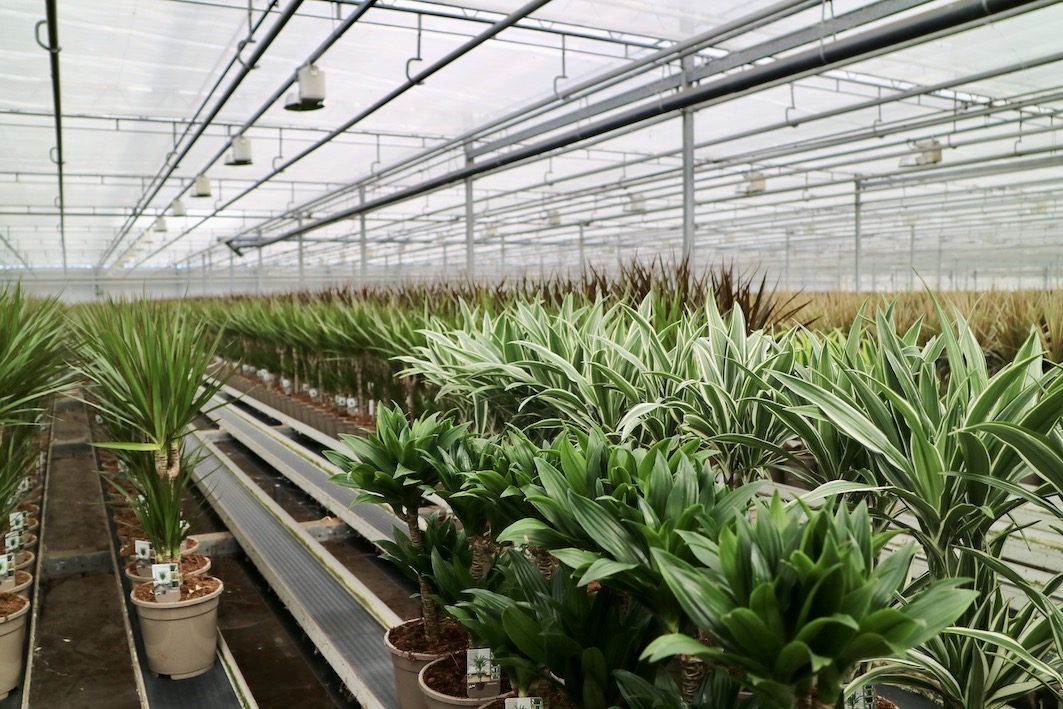 Dracaena Potplant Reijm Nieuwerkerk