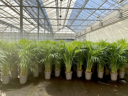 Dracaena Potplant Reijm Nieuwerkerk Kas Areca