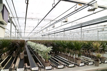 Dracaena Potplant Reijm Nieuwerkerk Kas Areca