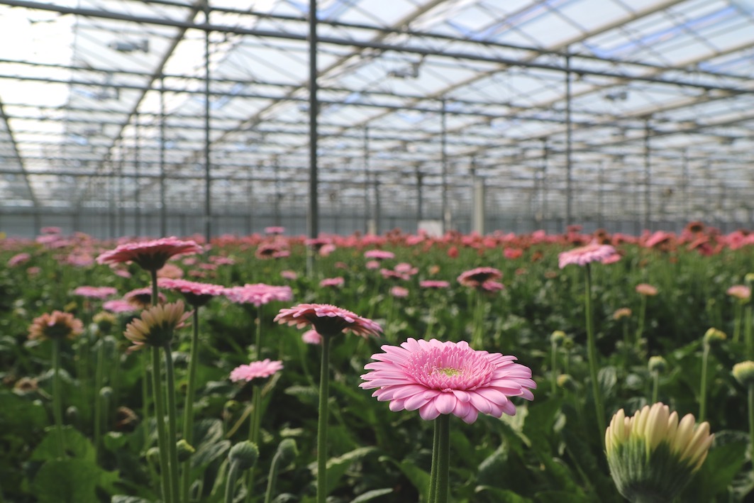 Dracaena Potplant Reijm Nieuwerkerk Transport Veiling Aalsmeer