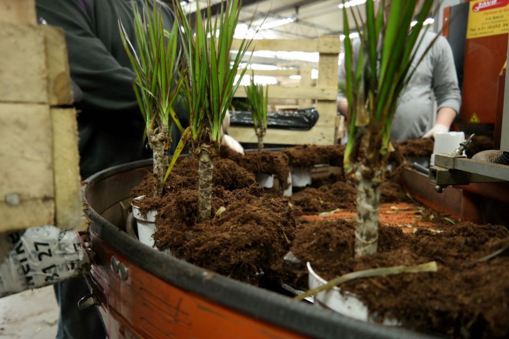 Dracaena Potplanten poten