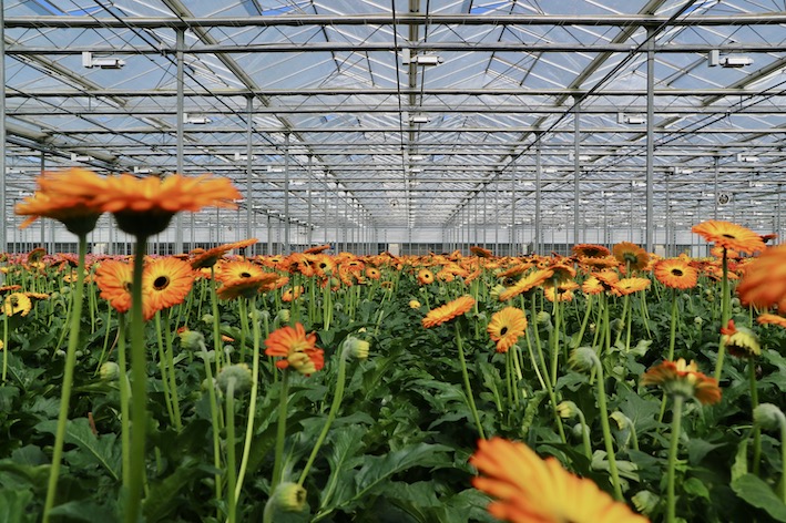 Gerbera plant Reijm Nieuwerkerk