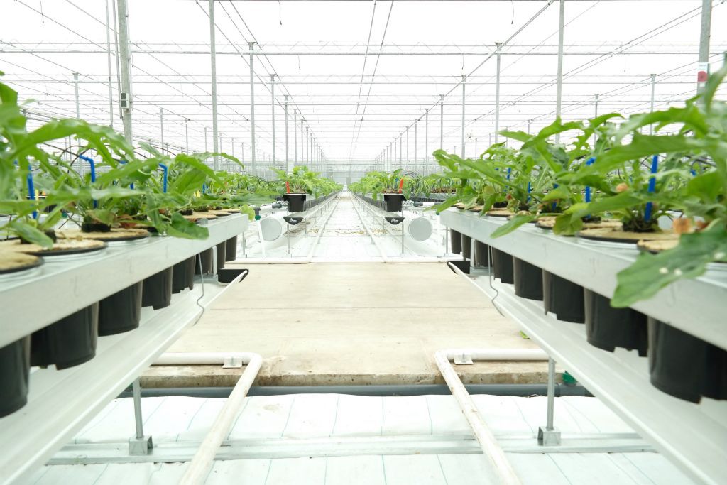 Gerbera plant Reijm Nieuwerkerk Kas