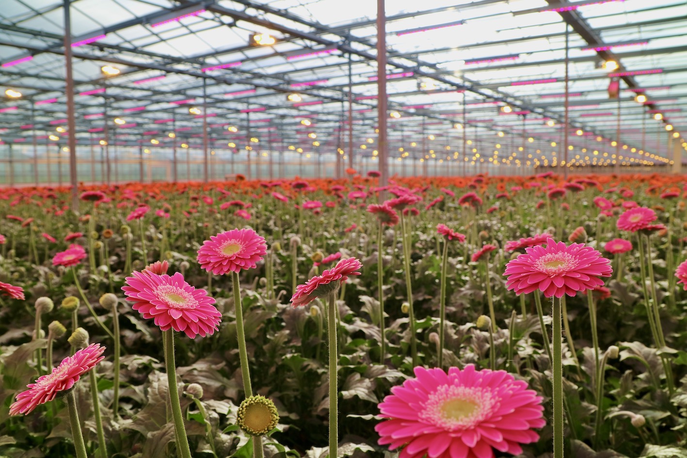 Gerbera plant Reijm Nieuwerkerk Kas