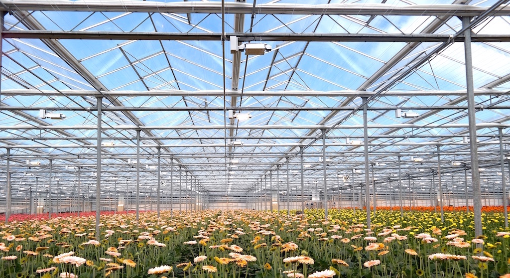 Gerbera plant Reijm Nieuwerkerk Kas