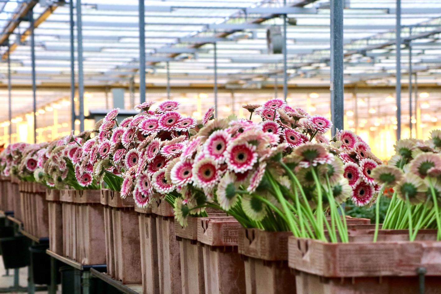 Gerbera plant Reijm Nieuwerkerk Kas