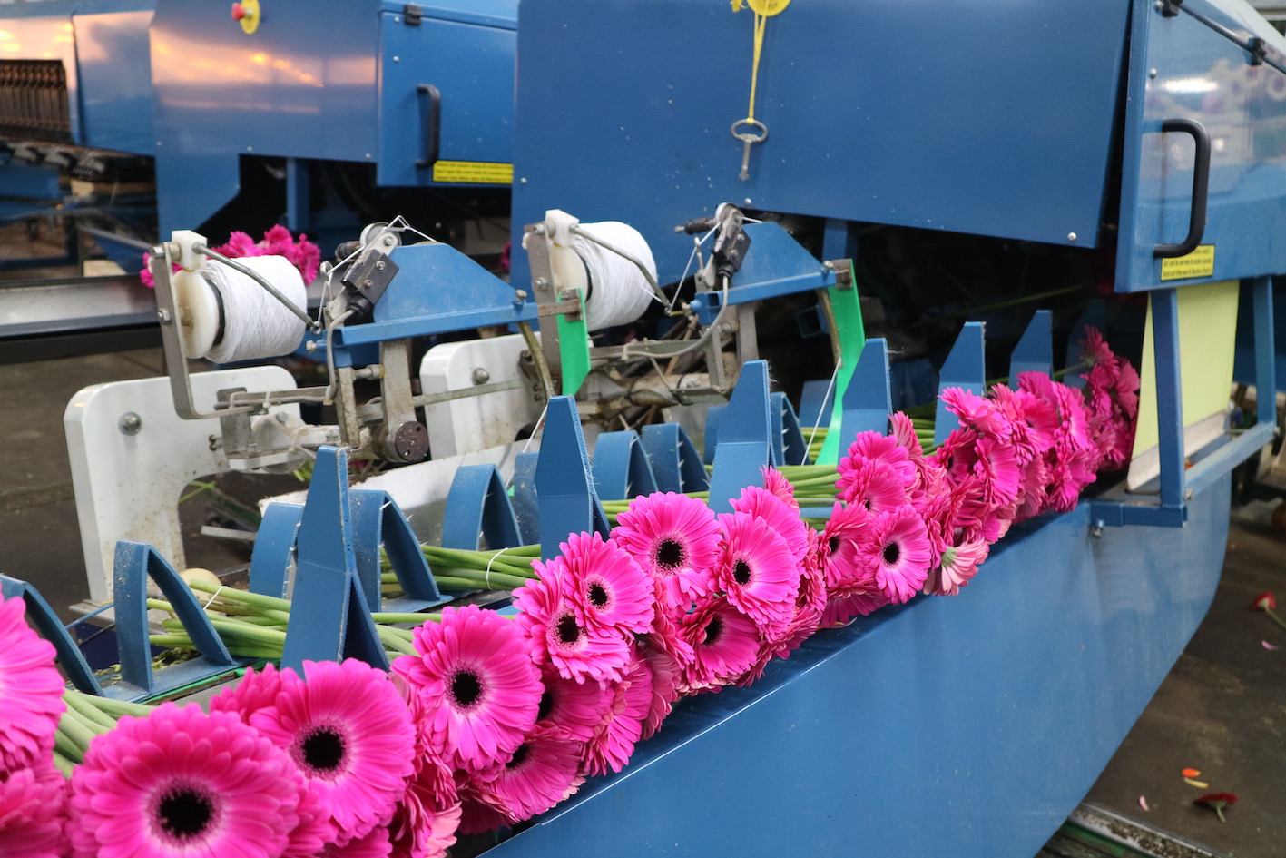 Gerbera plant Reijm Nieuwerkerk Kas