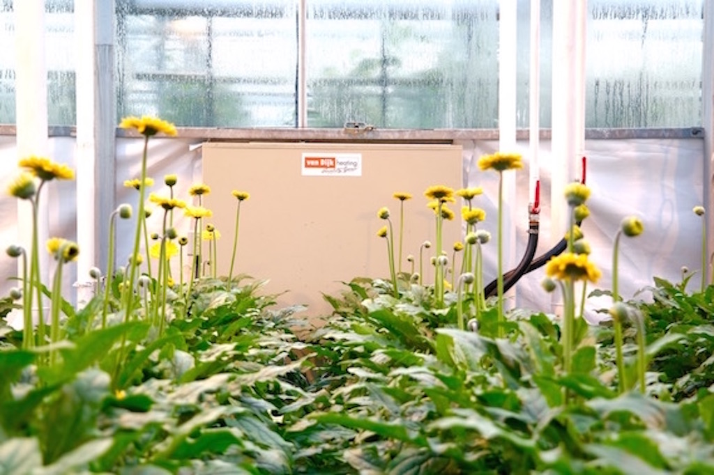 Gerbera plant Reijm Nieuwerkerk Kas Het Nieuwe Telen