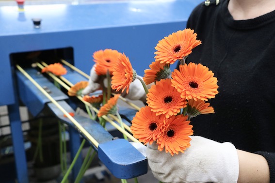 Gerbera plant Reijm Nieuwerkerk Kas