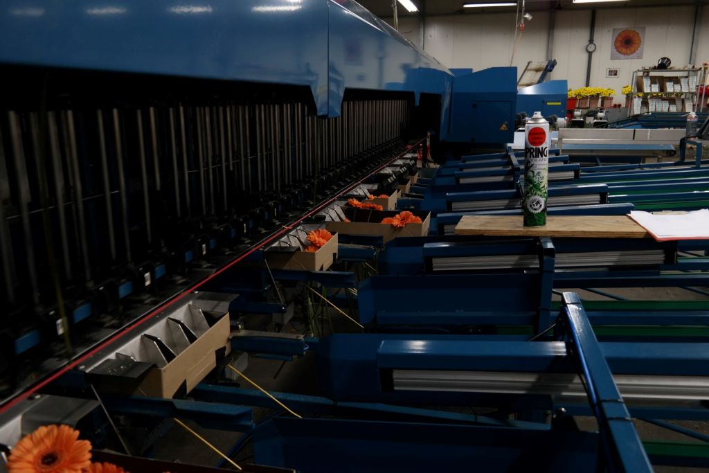 Gerbera plant Reijm Nieuwerkerk Machine Bloem