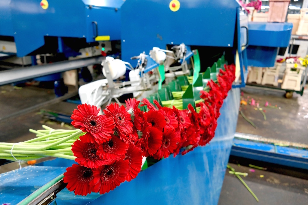 Gerbera plant Reijm Nieuwerkerk Machine Bloem