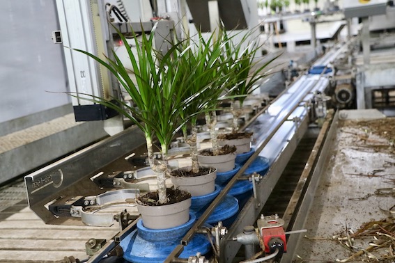 Dracaena Potplant Reijm Nieuwerkerk