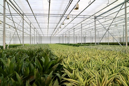 Dracaena Potplant Reijm Nieuwerkerk Karrenlader