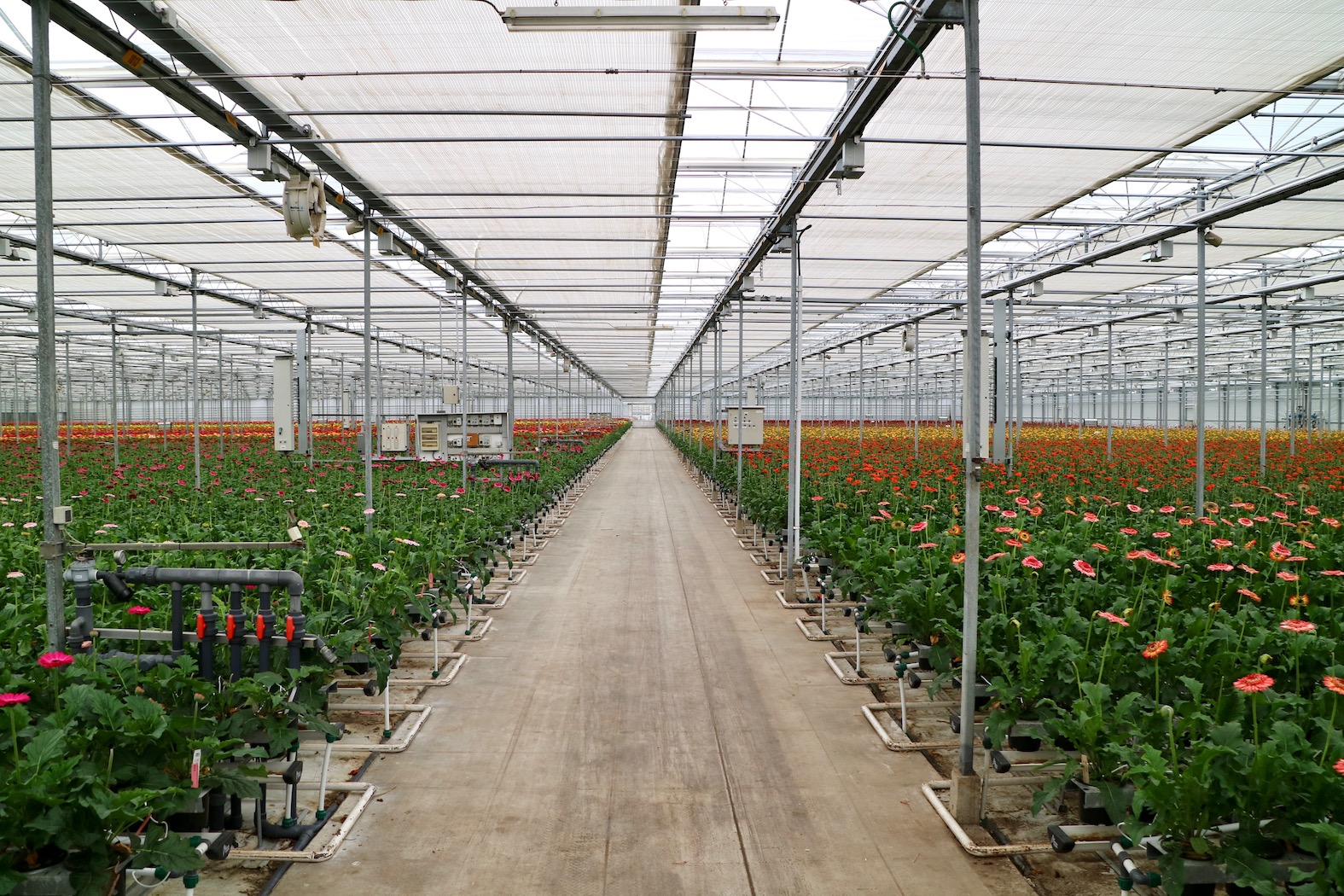 Gerbera Kas Teelt Planten Kleuren