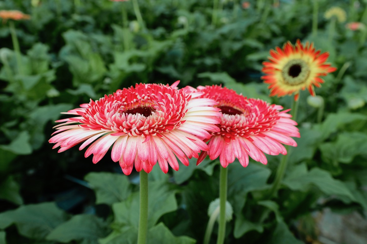 Gerbera Marmolada Rood Wit