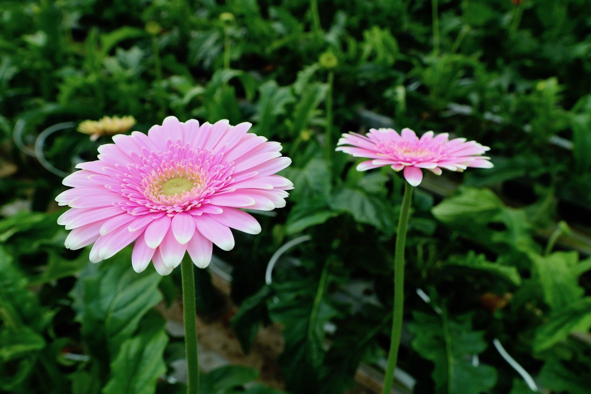 Gerbera Kimsey