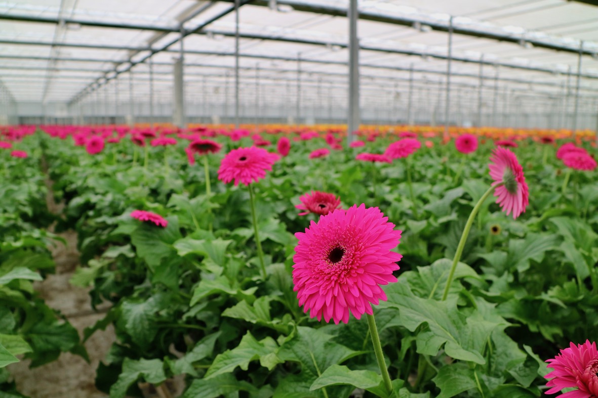 Gerbera Jetset Oranje Bloem