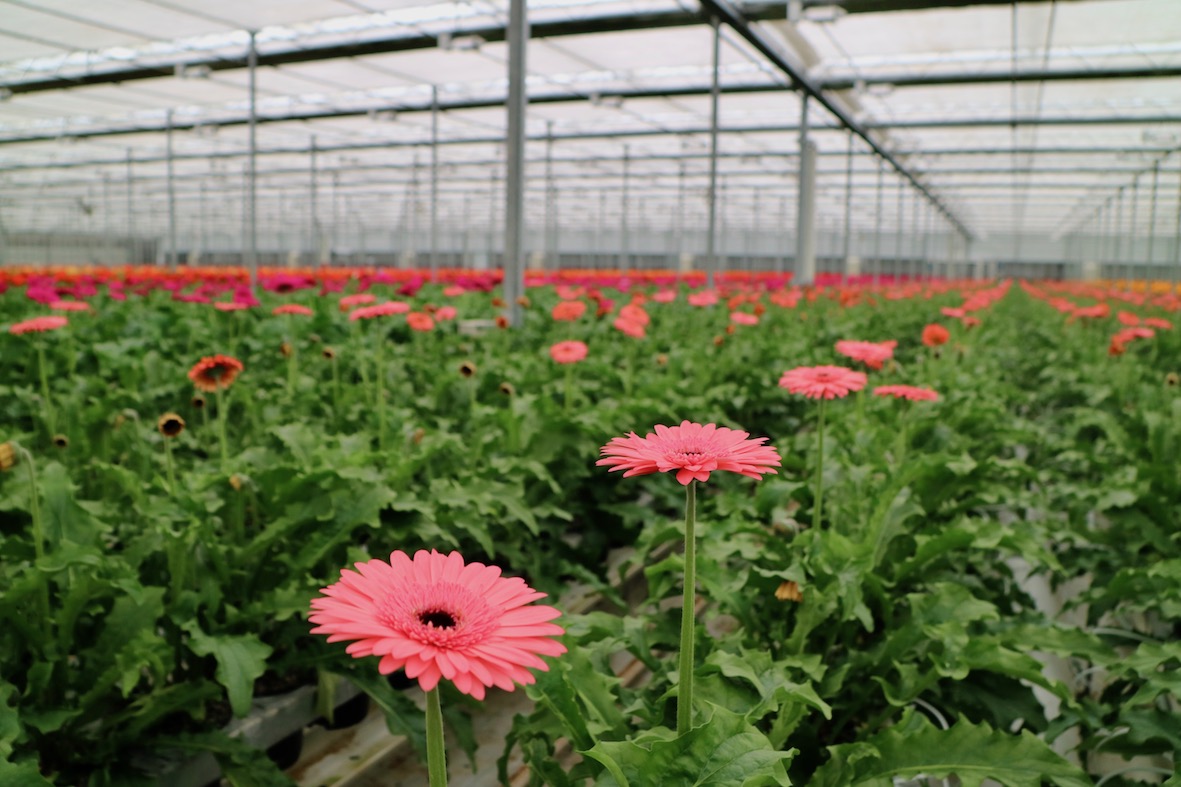 Gerbera Roze Bloem