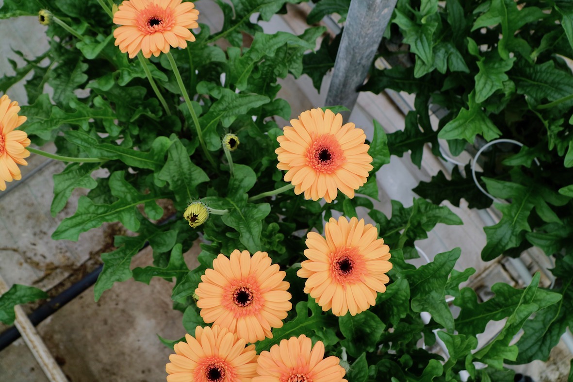 Gerbera Jetset Oranje Bloem