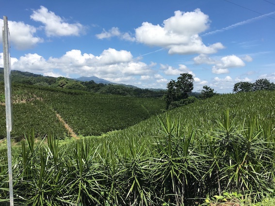 Costa Rica Bergen Farm