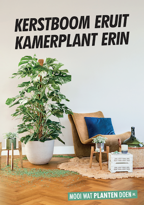 Kerstboom eruit Kamerplant Erin