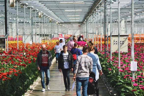 Kom in de Kas 2018 Zuidplas Gerbera Potplanten Mensen