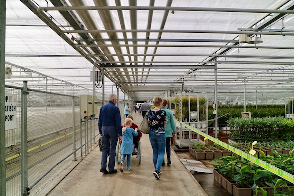 Kom in de Kas 2018 Zuidplas Gerbera Potplanten Mensen