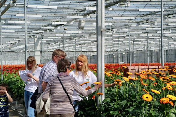 Kom in de Kas 2018 Zuidplas Gerbera Potplanten Mensen