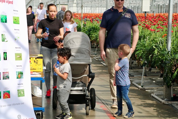 Kom in de Kas 2018 Zuidplas Gerbera Potplanten Mensen