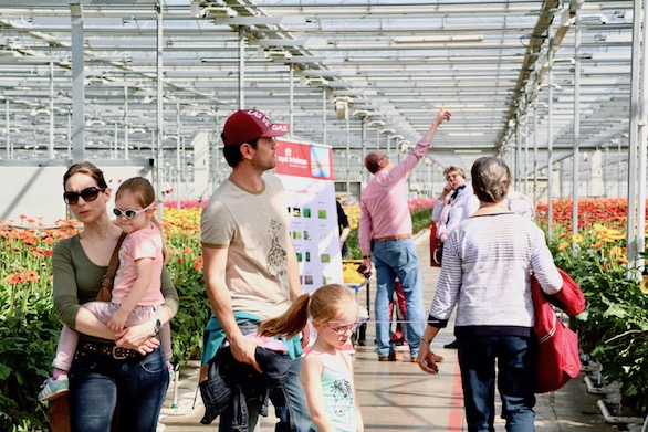 Kom in de Kas 2018 Zuidplas Gerbera Potplanten Mensen