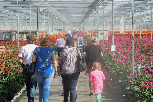 Kom in de Kas 2018 Zuidplas Gerbera Potplanten Mensen