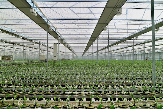 Kas Gerbera plant nieuw soort