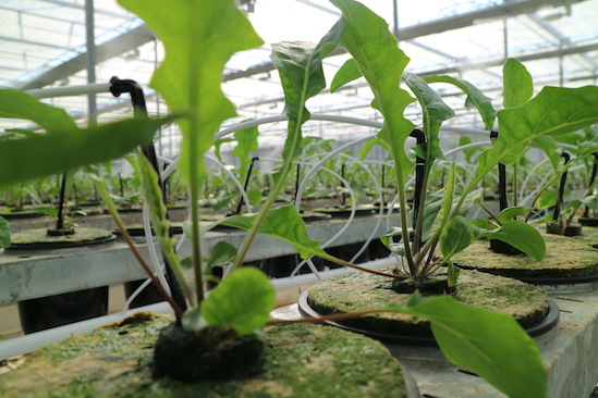 Kas Gerbera plant nieuw soort