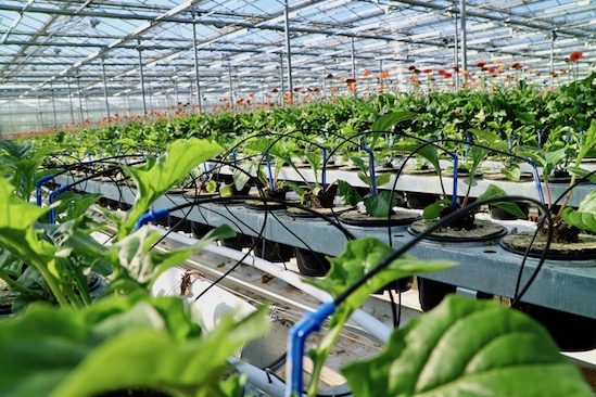 Kas Gerbera plant nieuw soort