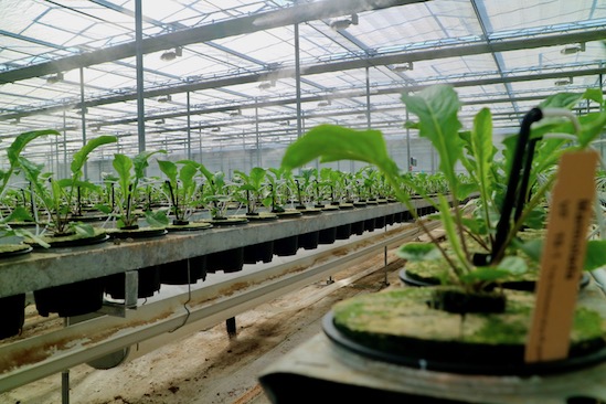 Kas Gerbera plant nieuw soort