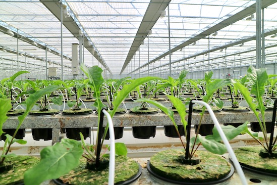 Kas Gerbera plant nieuw soort