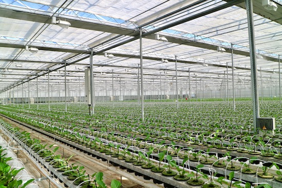 Kas Gerbera plant nieuw soort