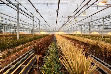 Verkopers Planten Bloemen