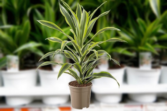 taupe kleur pot Dracaena