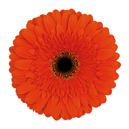 Gerbera Candela