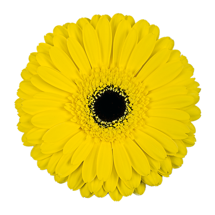 Gerbera Don Leo