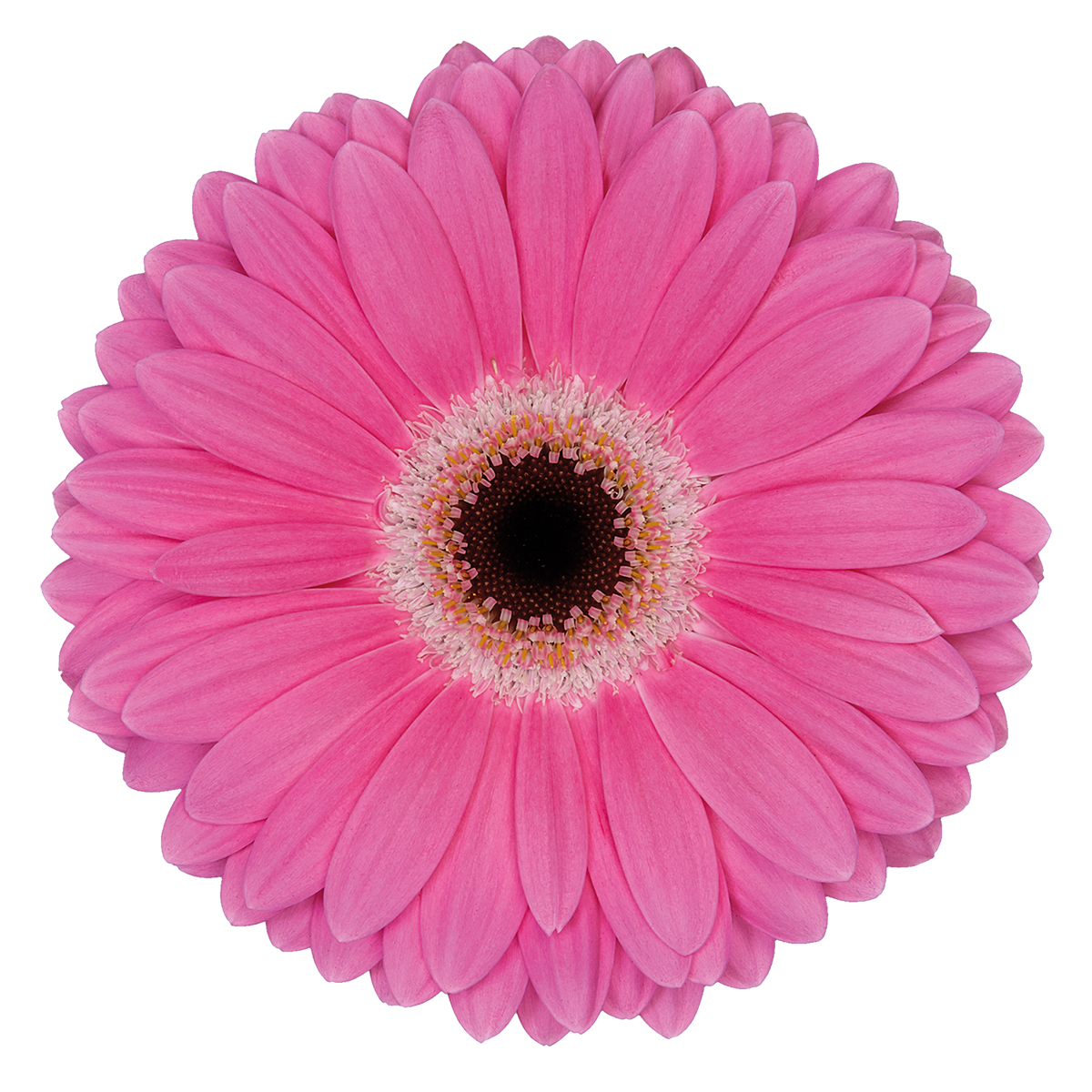 Gerbera Dreamer