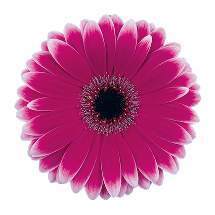 Gerbera Nuance