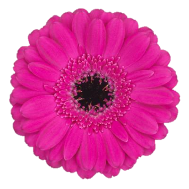 Mini Gerbera Anna