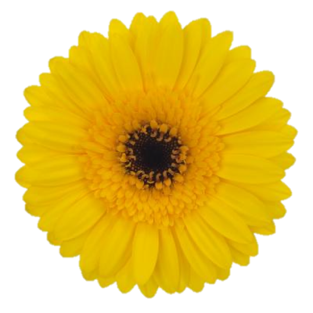 Mini Gerbera Bravia