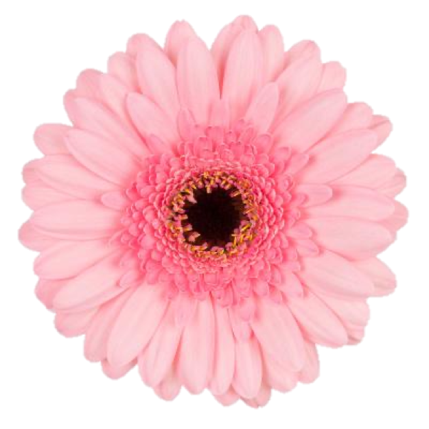 Mini Gerbera Jacky