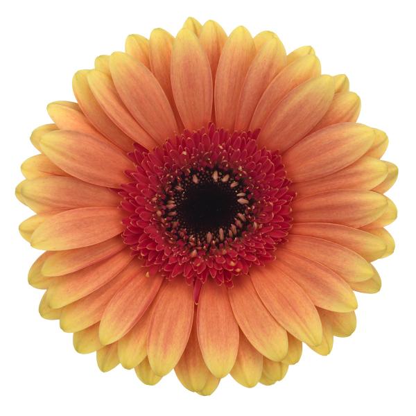 Mini Gerbera Julia