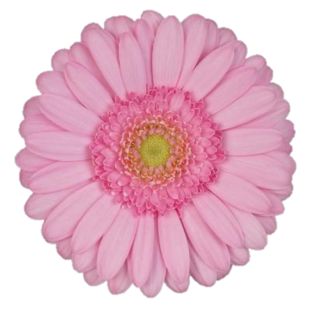 Mini Gerbera Kimsey