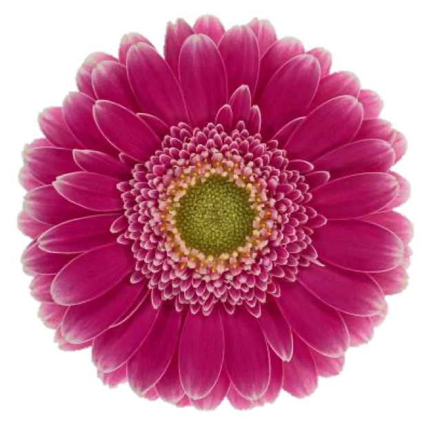 Mini Gerbera Wonderwall